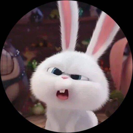 Foto Para Perfil Bonita e Fofa de Coelhinho Branquinho Divertido