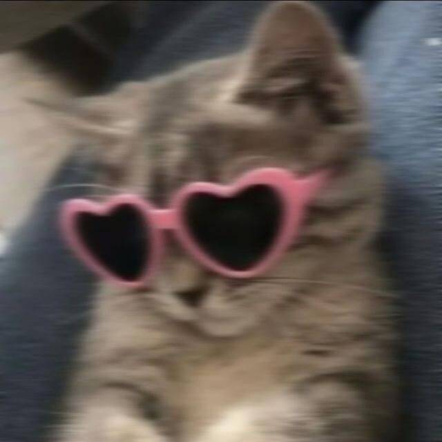 Foto Para Perfil Bonita e Fofa de Gato com Óculos de Coração