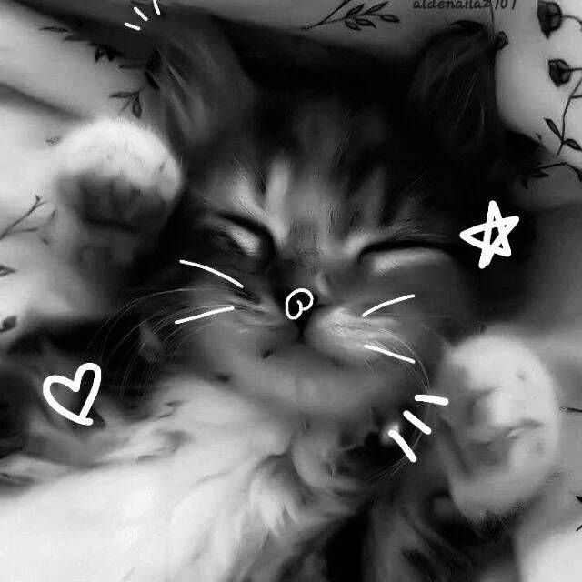 Foto Para Perfil Bonita e Fofa de Gato Sorridente