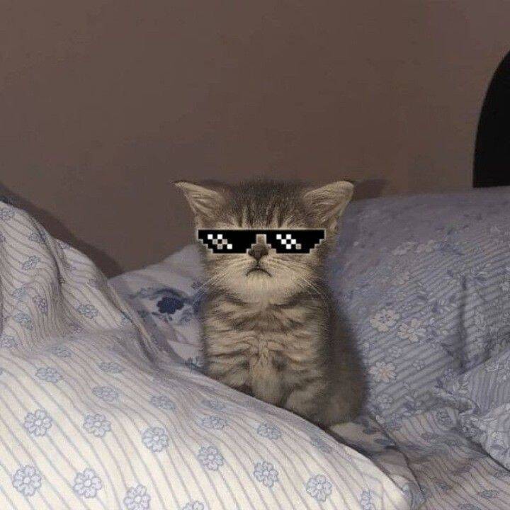 Foto Para Perfil Bonita e Fofa de Gato com Óculos Estilo Divertido