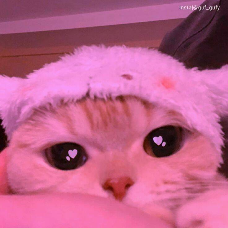 Foto Para Perfil Bonita e Fofa de Gato com Chapéu de Pelúcia