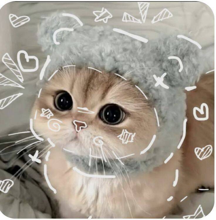 Foto Para Perfil Bonita e Fofa de Gato com Touca de Urso