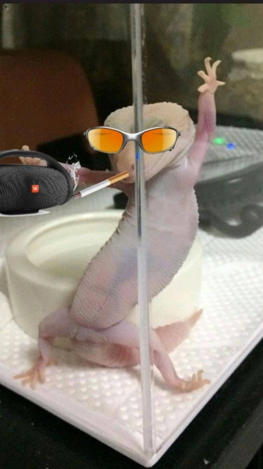 Foto Para Perfil Bonita e Fofa de Lagarto Estiloso com Óculos de Sol