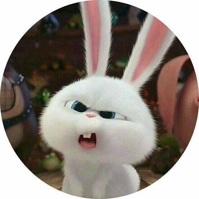 Imagem Para Perfil do WhatsApp do Coelho Engraçado