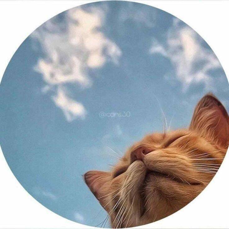 Foto Para Perfil Bonita e Fofa de Gato com Céu Azul