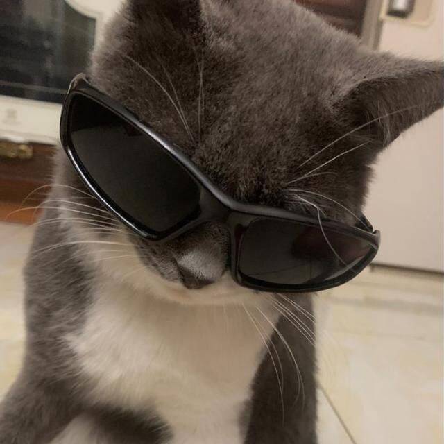 Imagem Para Perfil do WhatsApp Engraçada de Gato com Óculos