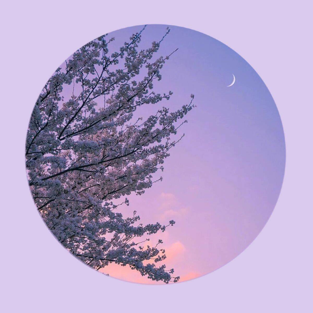 Foto Para Perfil Bonita e Fofa de Cerejeira em Flor com Céu Colorido