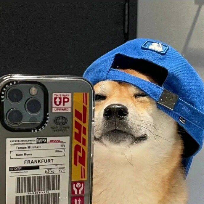 Imagem Para Perfil do WhatsApp Engraçada de Cachorro com Boné