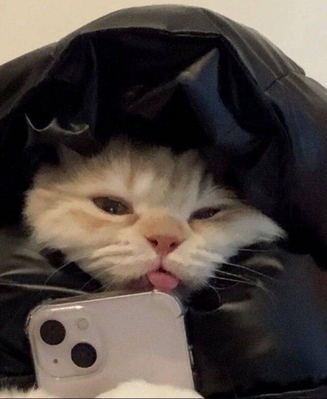 Imagem Para Perfil do WhatsApp Engraçada de Gato