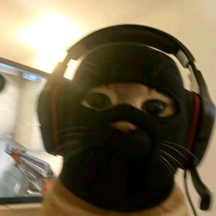 Imagem Para Perfil do WhatsApp Engraçada de Gato com Fone