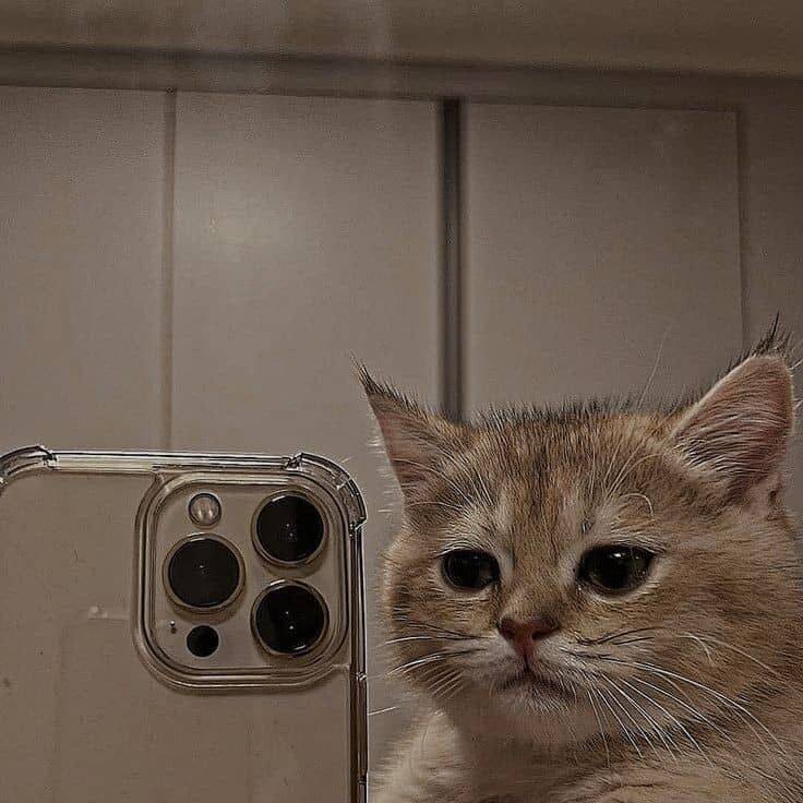 Imagem Para Perfil do WhatsApp de Gato Fofo