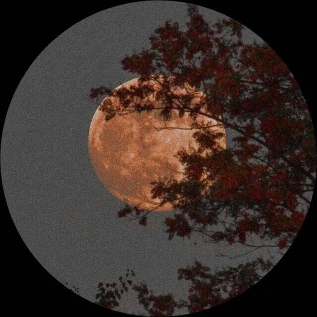Foto Para Perfil Bonita e Fofa da Lua Cheia com Árvores