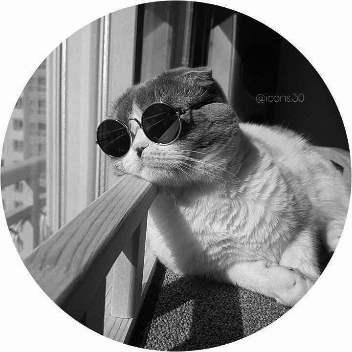 Foto Para Perfil Bonita e Fofa de Gato com Óculos Estilo Aesthetic