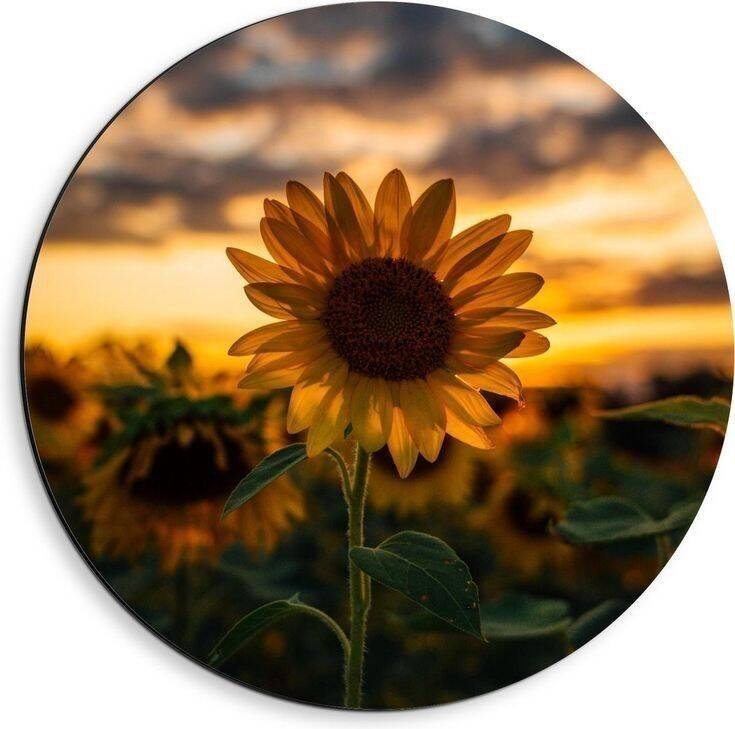 Foto Para Perfil Bonita e Fofa de Girassol ao Pôr do Sol