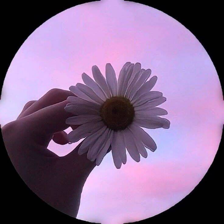 Foto Para Perfil Bonita e Fofa de Flor com Fundo Colorido