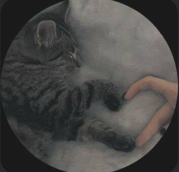 Imagem Para Perfil do WhatsApp de Gato Fofo