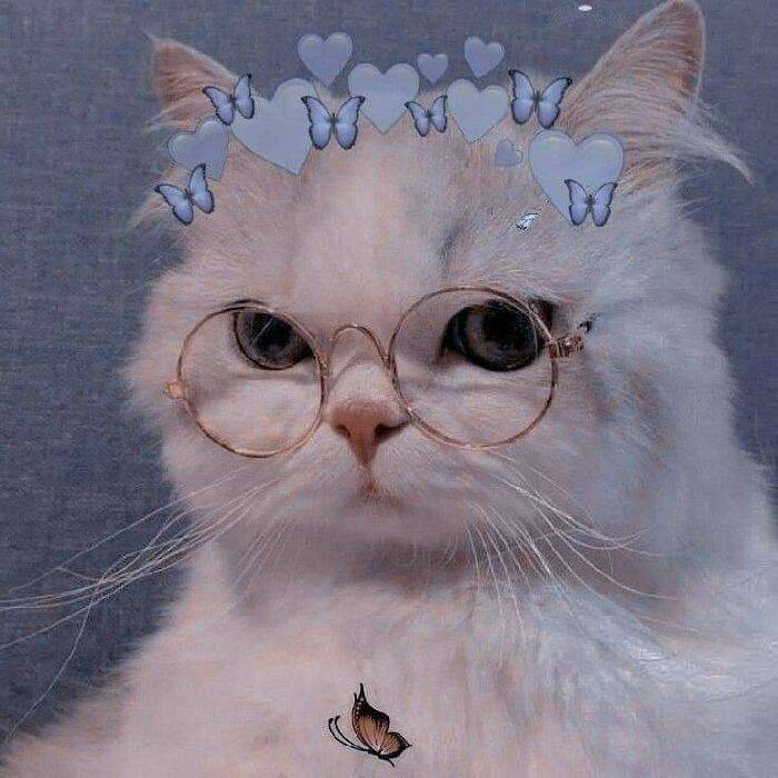 Imagem Para Perfil do WhatsApp de Gato Fofo com Óculos