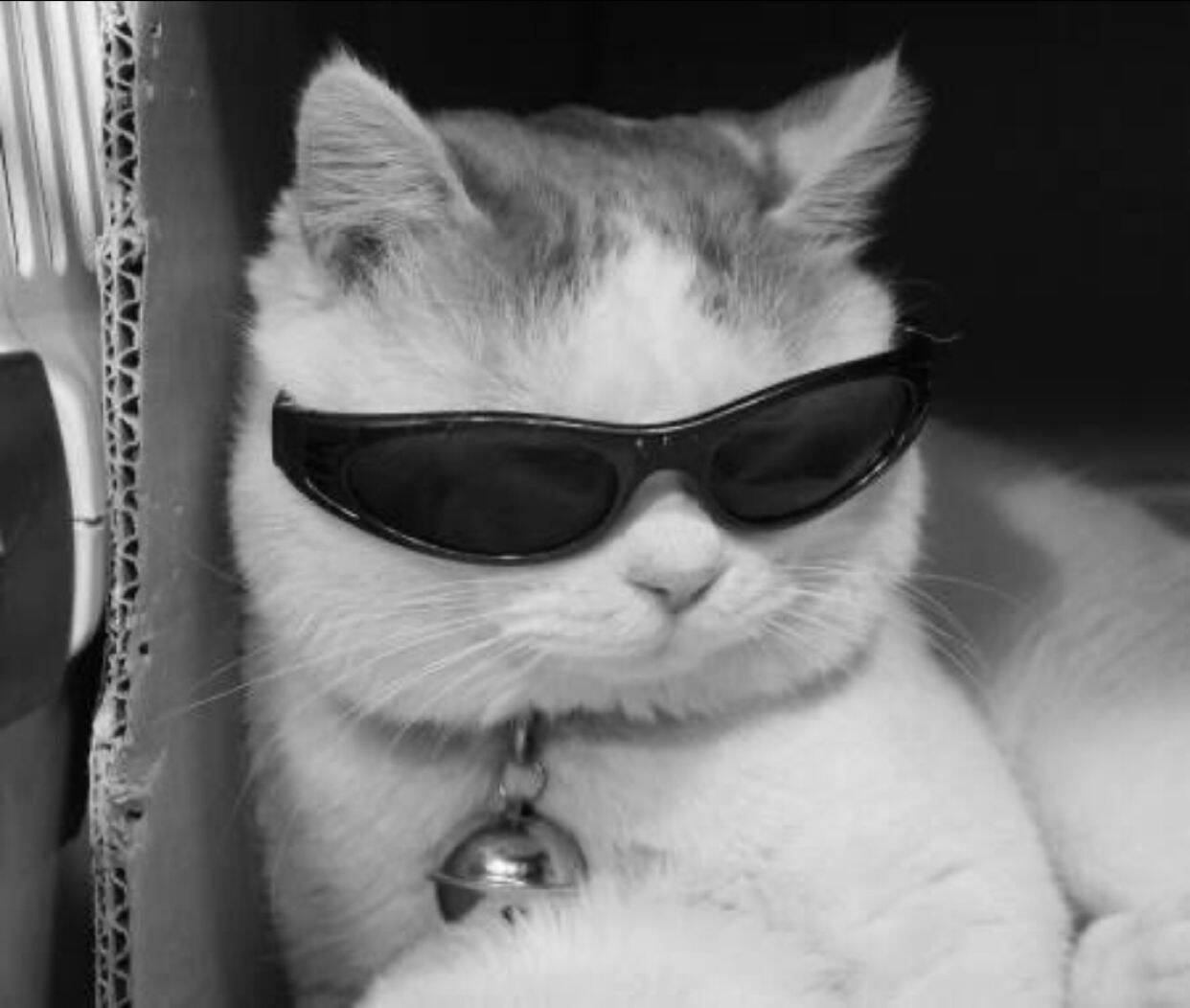 Hermosa y linda foto de perfil de un gato elegante con gafas