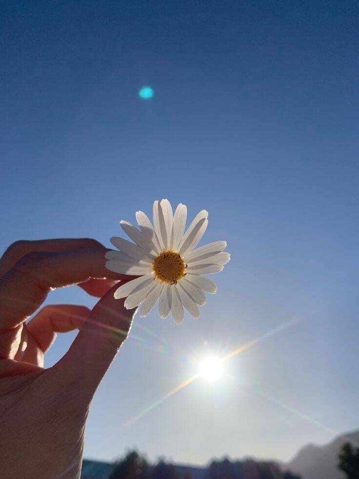 Hermosa y linda foto de perfil de margarita bajo el sol