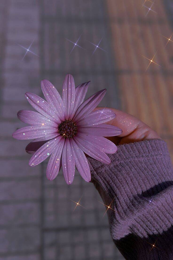 Imagem Para Perfil do WhatsApp com Flor Delicada