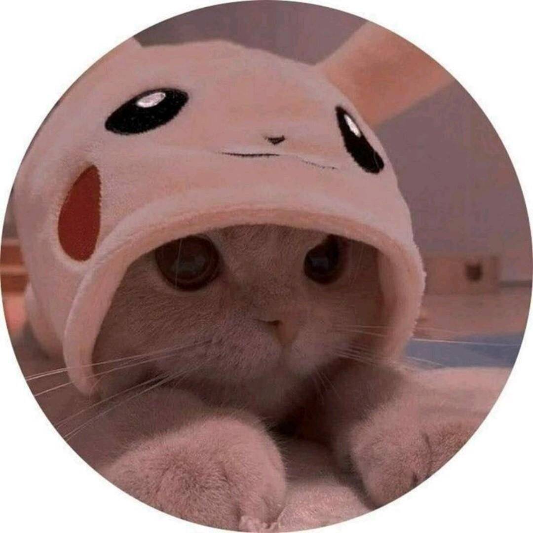 Imagem Para Perfil do WhatsApp de Gato Fofo com Fantasia