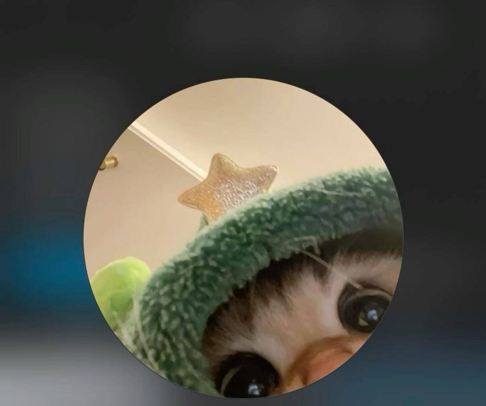 Cute Cat in Costume WhatsApp Pfp Profile Image