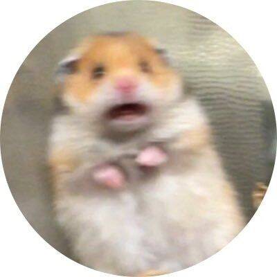 Funny Hamster WhatsApp Pfp Profile Picture