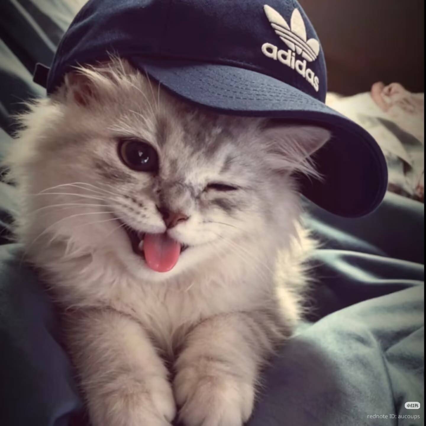 Foto de perfil de un elegante gato con gorra.