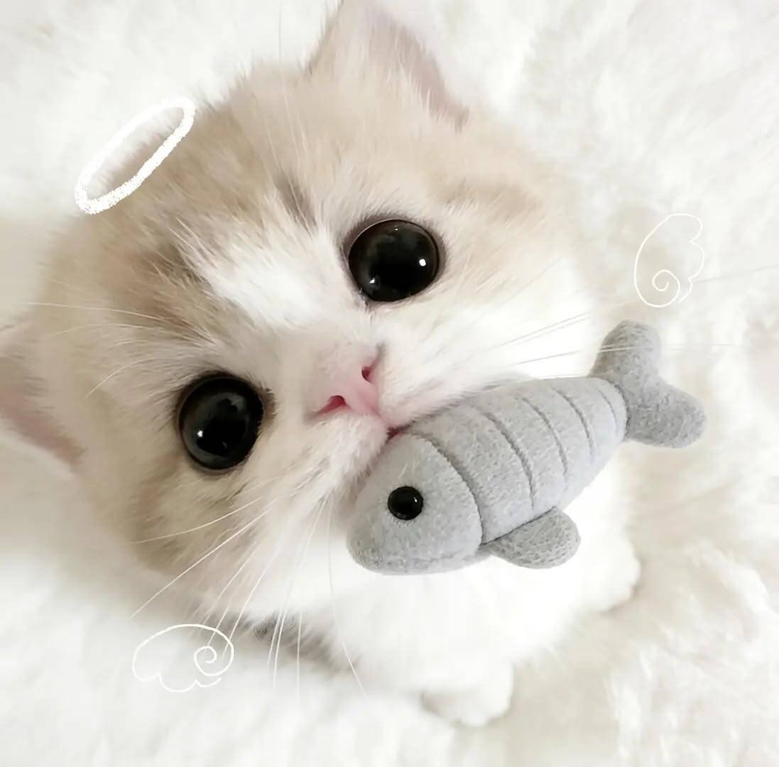 Foto de perfil de lindo gatito con pez de juguete