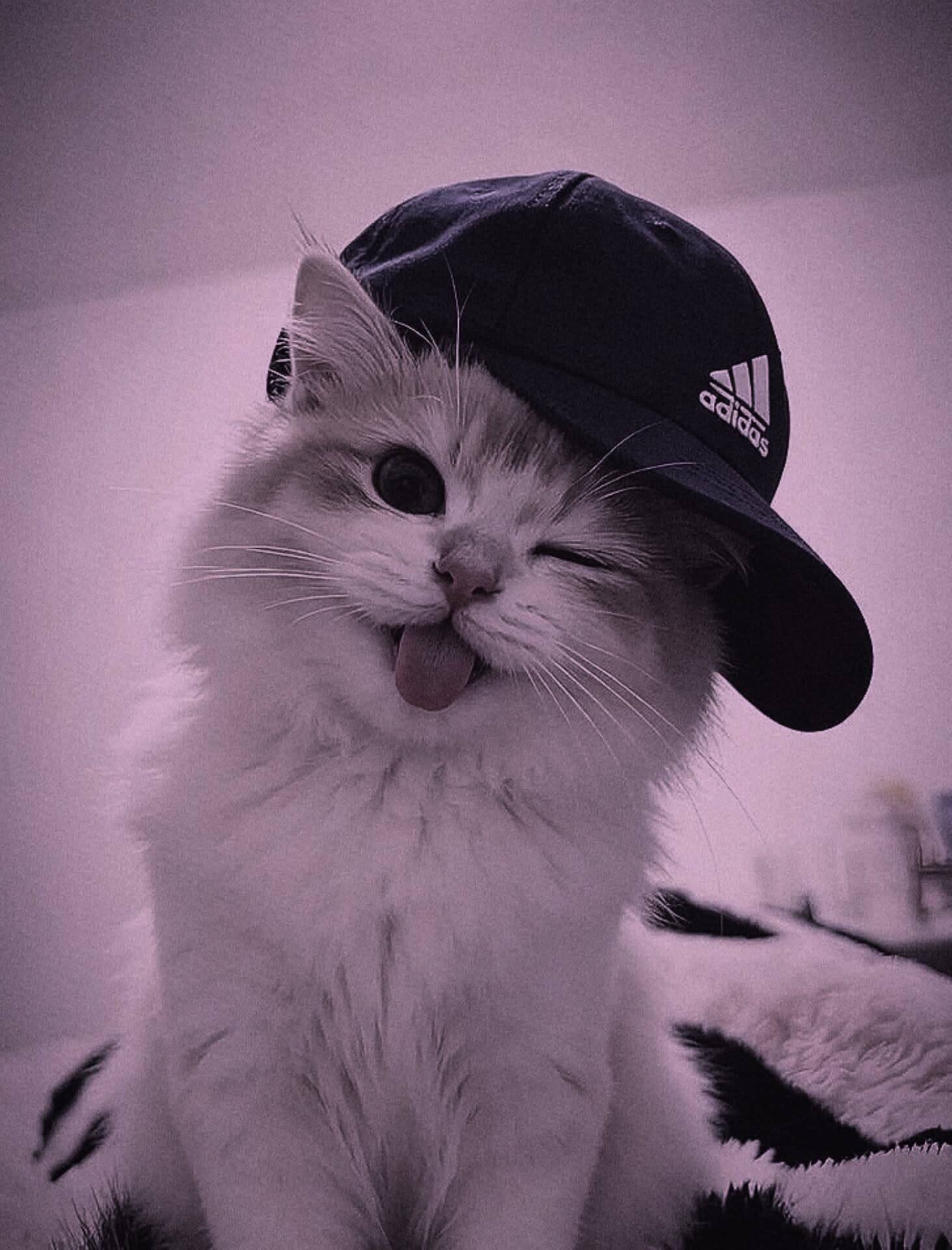 Foto de Perfil de Gato Engraçado com Boné