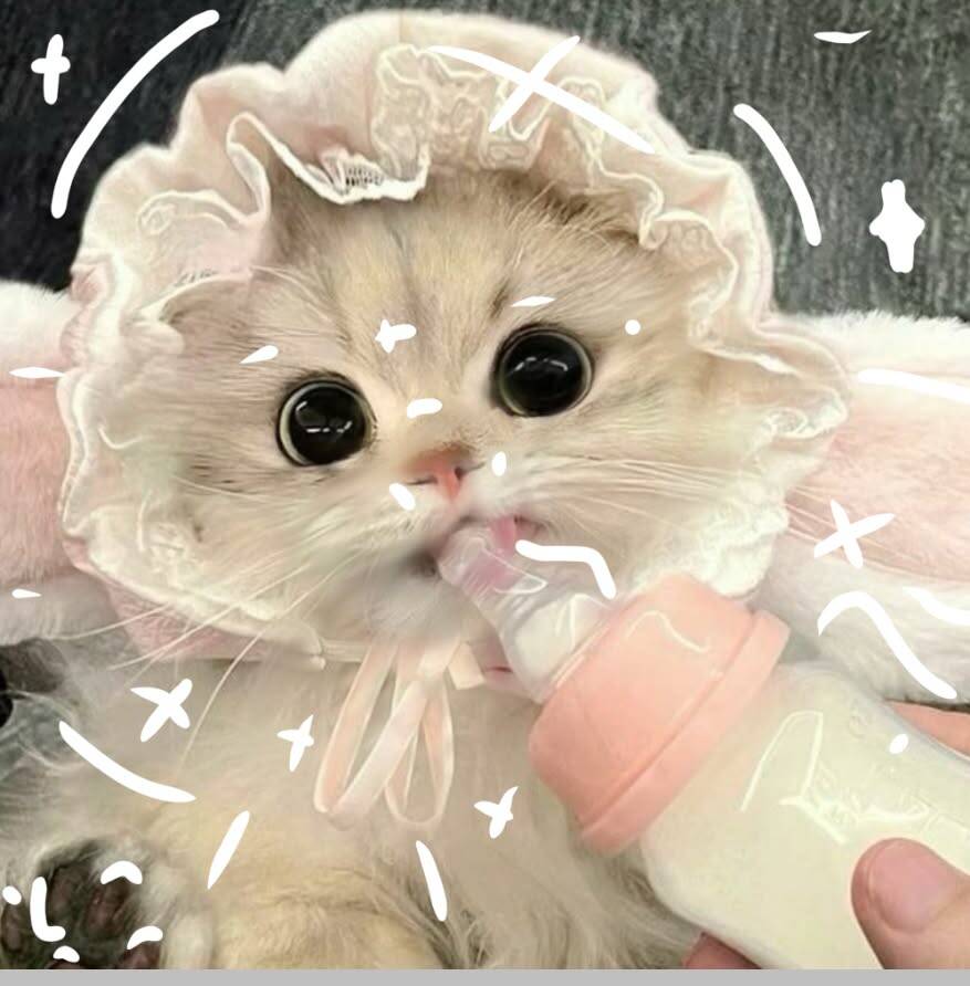 Foto de Perfil de Gatinho Fofo com Chupeta e Orelhas de Coelho