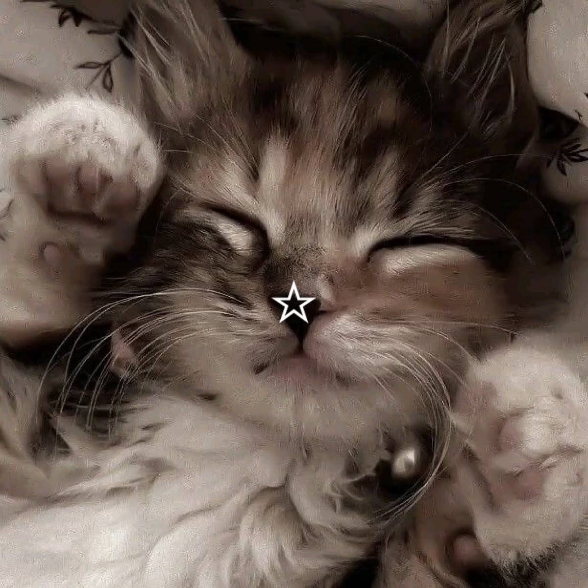 Foto de Perfil de Gatinho Fofo Dormindo com Carinha de Anjo