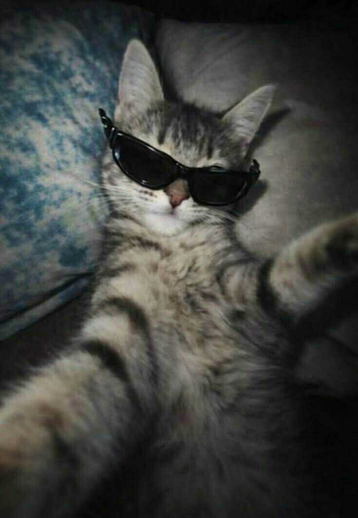 Foto de Perfil de Gato Fofo com Óculos de Sol