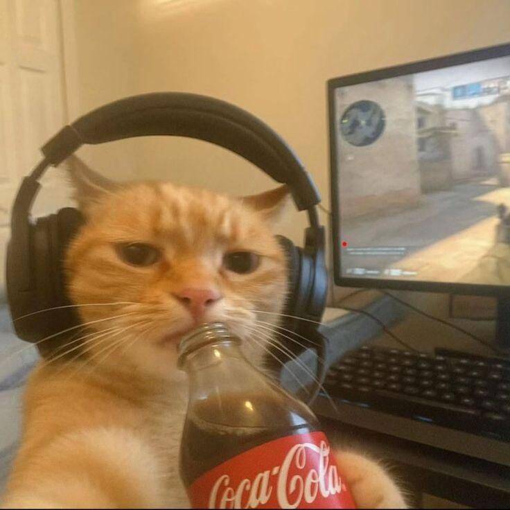 Foto de Perfil de Gato Engraçado com Fones de Ouvido e Refrigerante