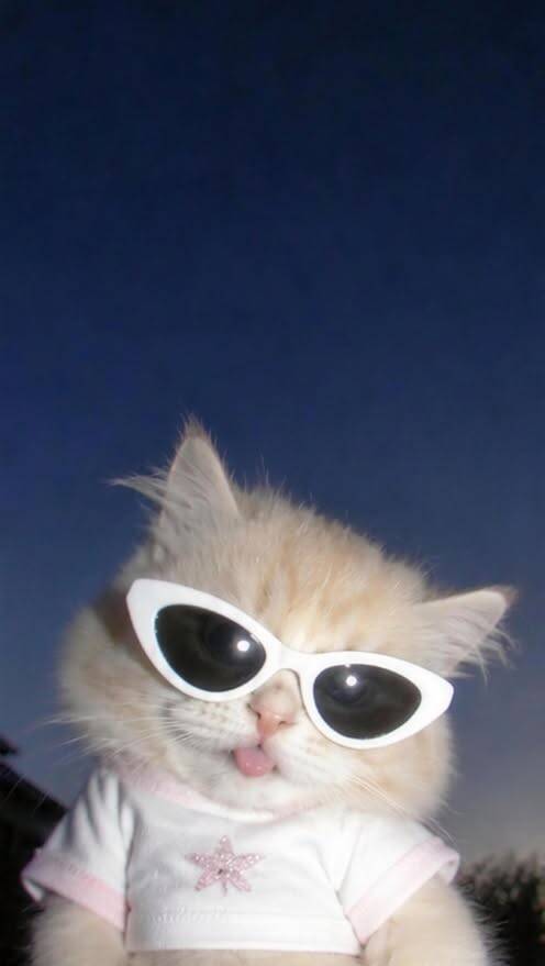 Foto de Perfil de Gato Fofo com Óculos de Sol e Linguinha de Fora