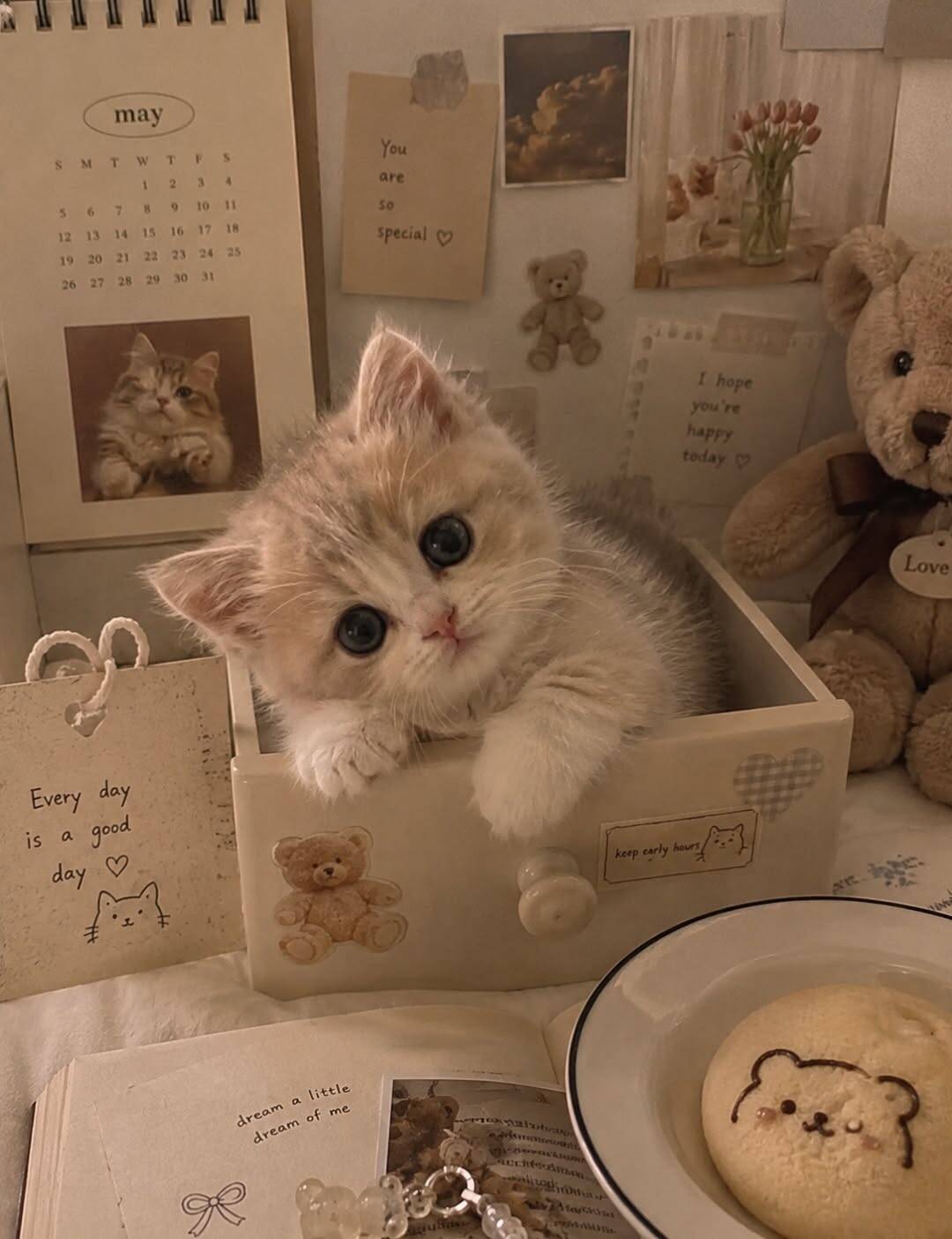 Foto de Perfil de Gatinho Fofo em Caixa com Olhos Grandes