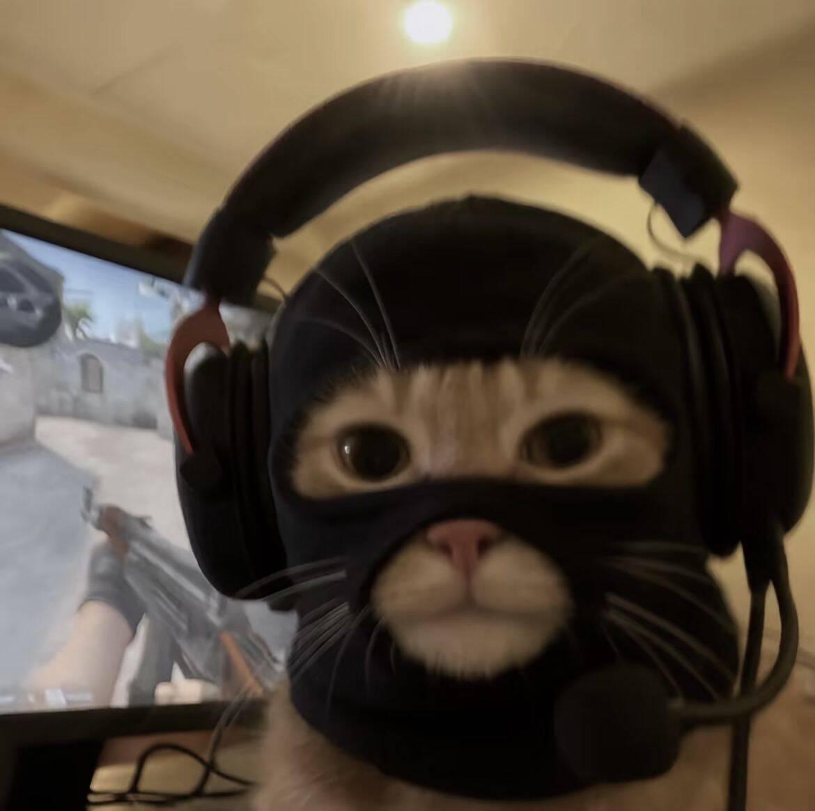 Foto de Perfil de Gato Engraçado com Fone de Ouvido