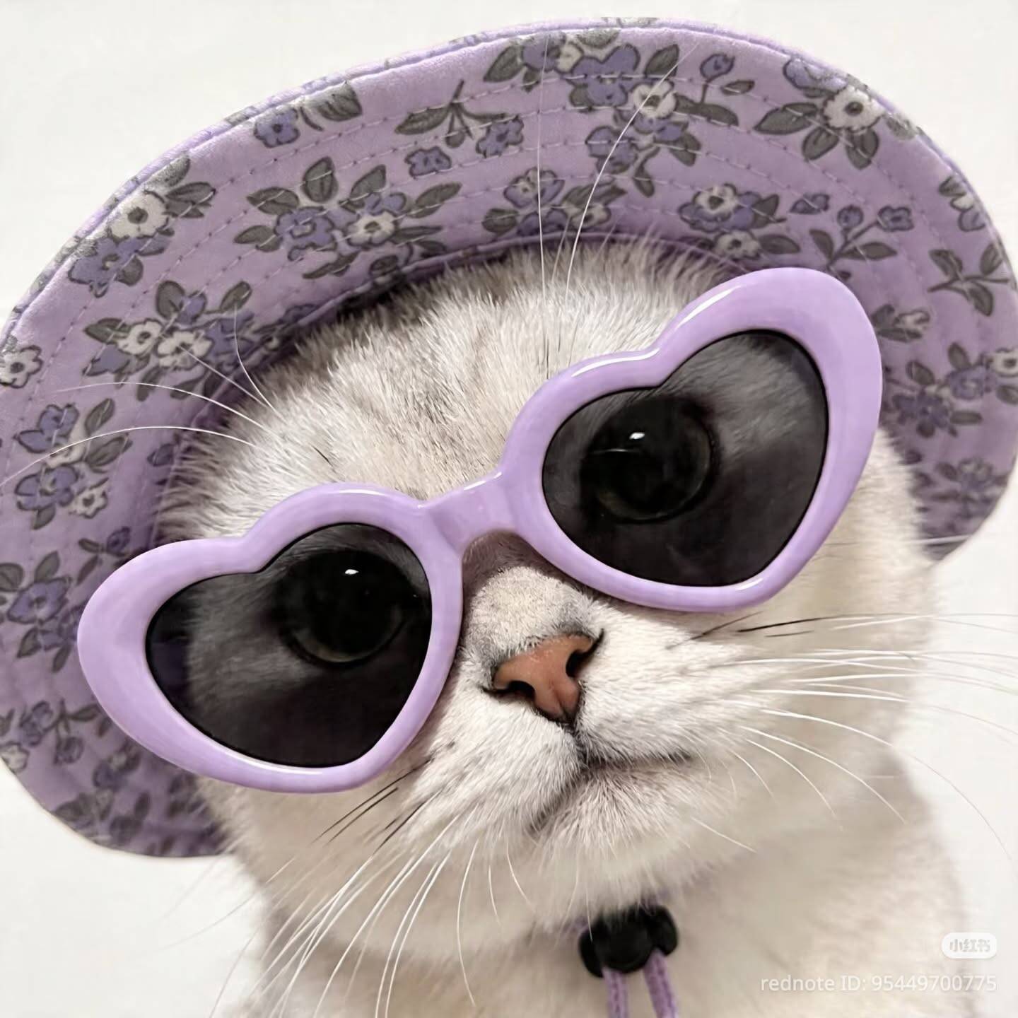 Foto de Perfil de Gato Fofo com Óculos de Sol e Chapéu