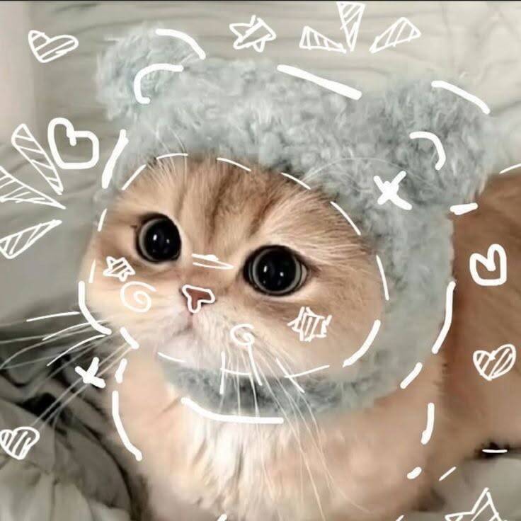Foto de Perfil de Gato Fofo com Chapéu de Urso