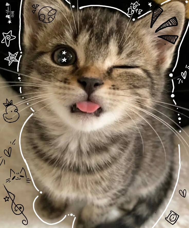 Foto de Perfil de Gatinho Engraçado com Linguinha de Fora