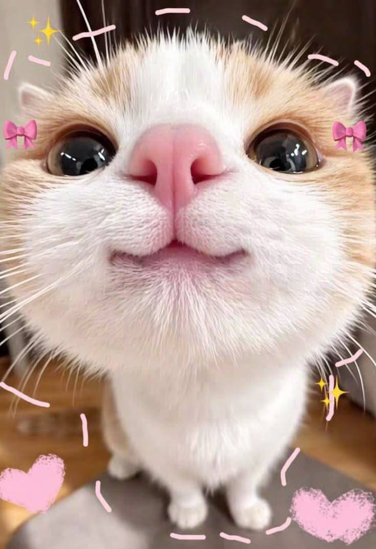 Foto de Perfil de Gatinho Fofo com Nariz Rosa