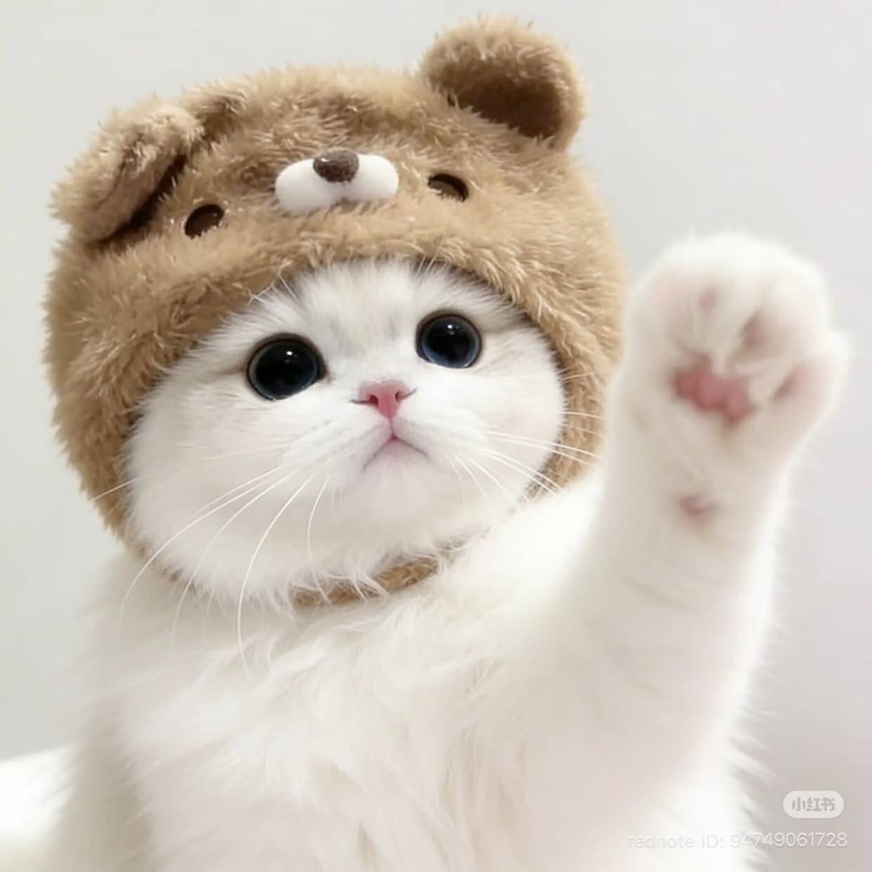 Foto de Perfil de Gatinho Fofo com Chapéu de Urso