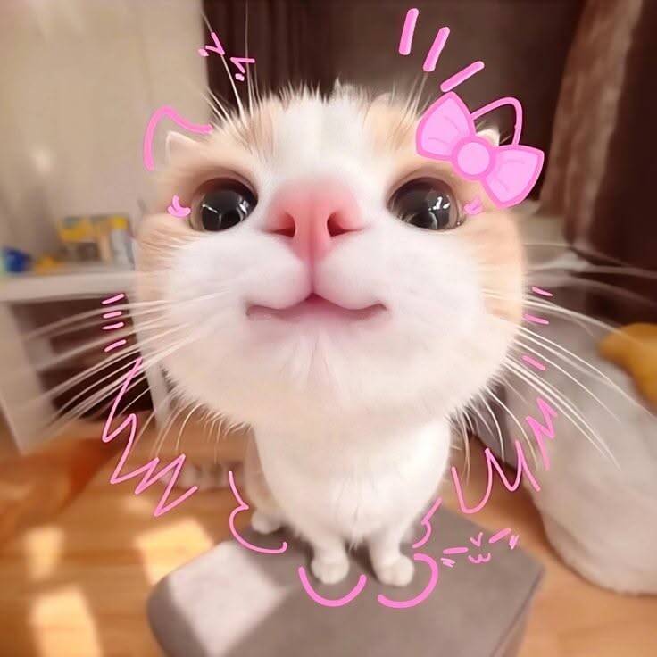 Foto de Perfil de Gatinho Fofo com Laço Rosa