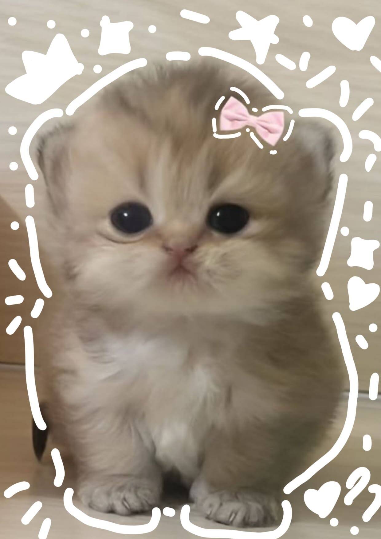 Foto de Perfil de Gatinho Fofo com Laço Rosa