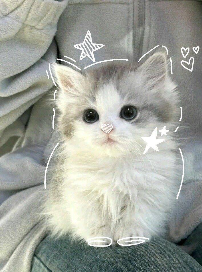 Foto de Perfil de Gatinho Fofo com Olhos Grandes