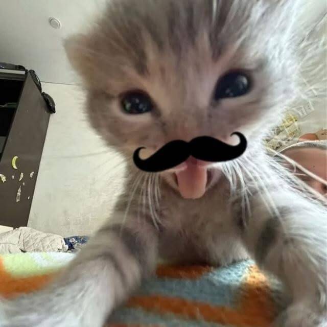 Photo de profil d'un chaton drôle avec moustache et langue sortie