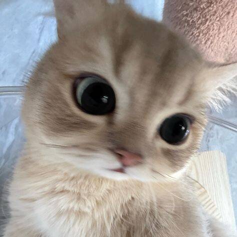 Foto de Perfil de Gato Engraçado com Olhos Grandes