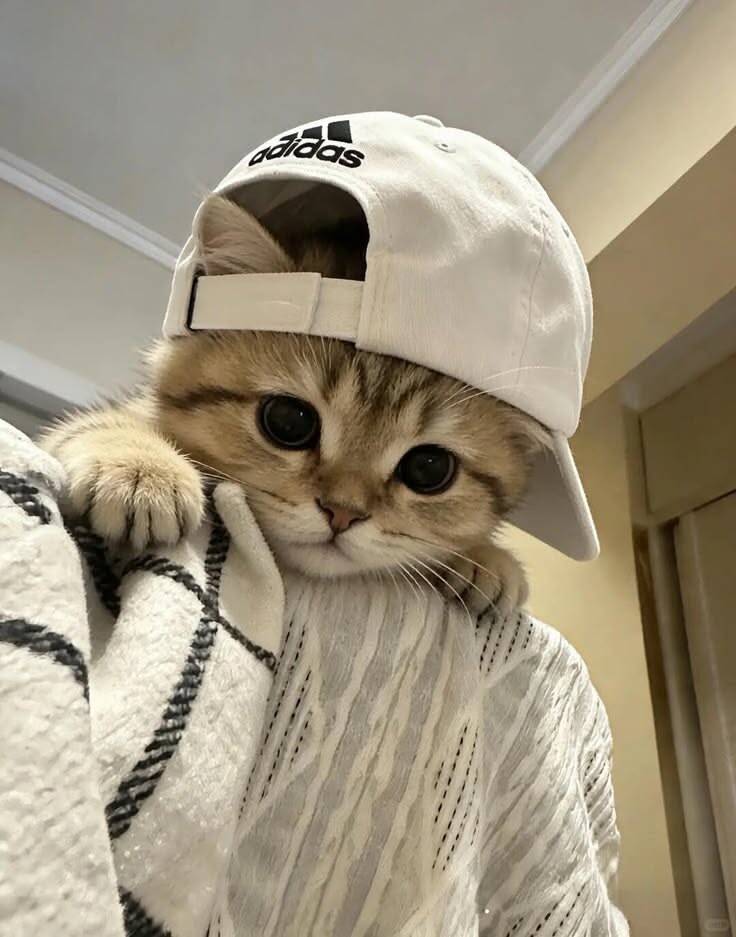 Foto de Perfil de Gatinho Fofo com Boné Estiloso