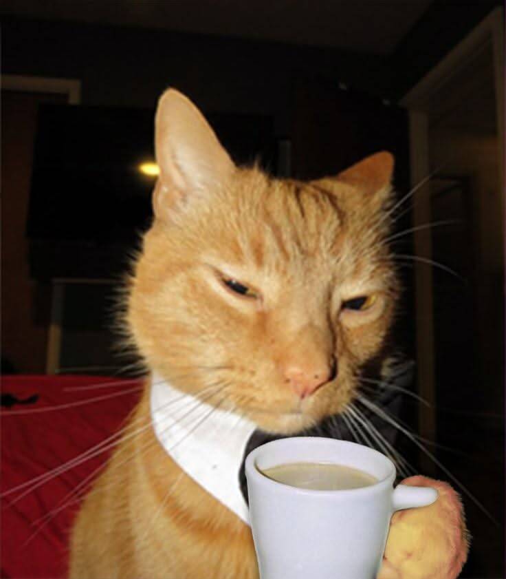 Foto de Perfil de Gato Engraçado com Caneca de Café