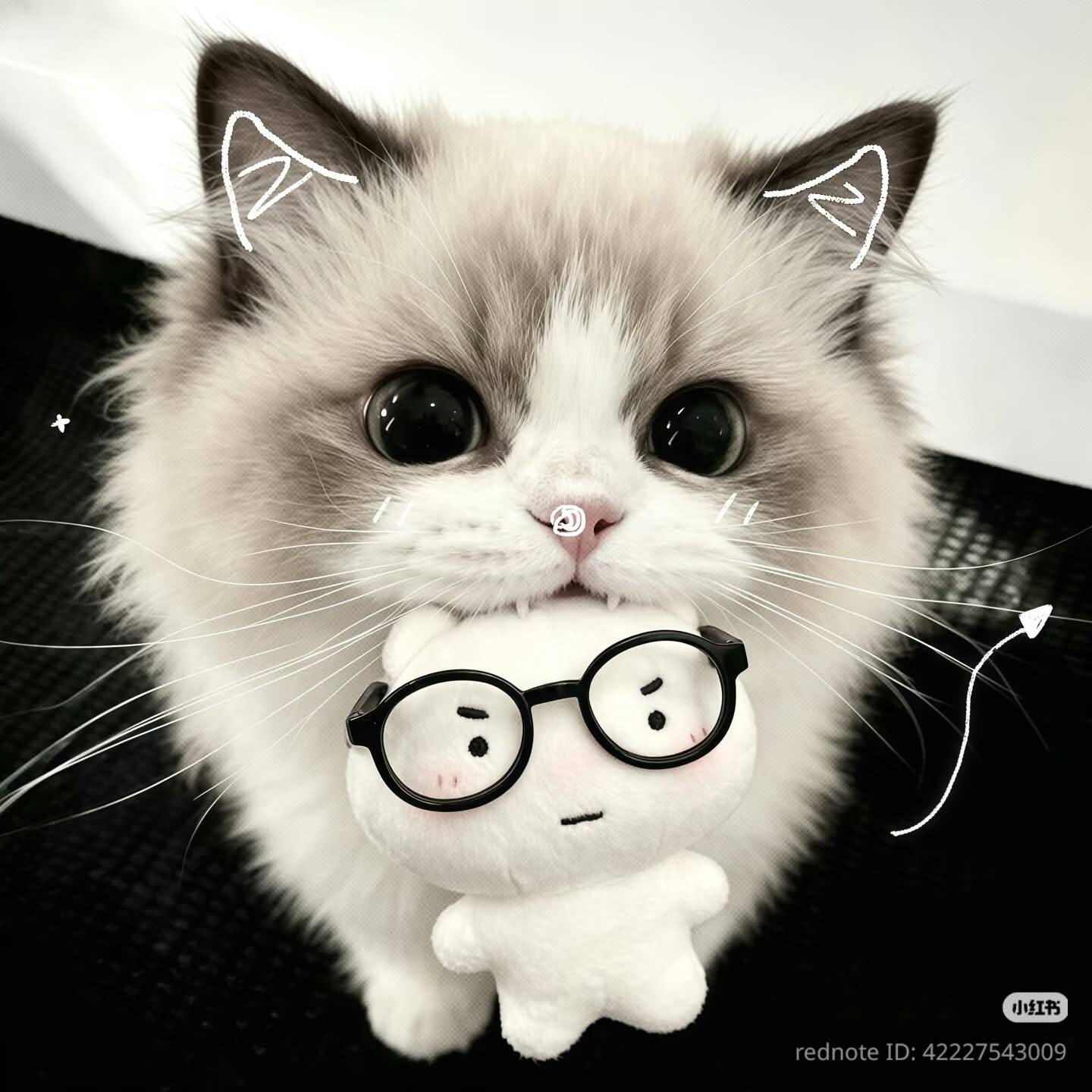 Foto de Perfil de Gato Fofo com Brinquedo e Óculos